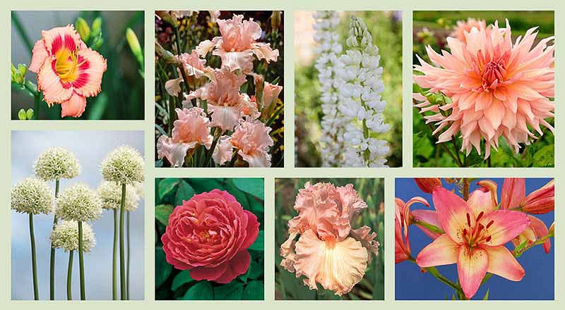 Bearded Irises and Companion Plants - Salmon Pink Theme