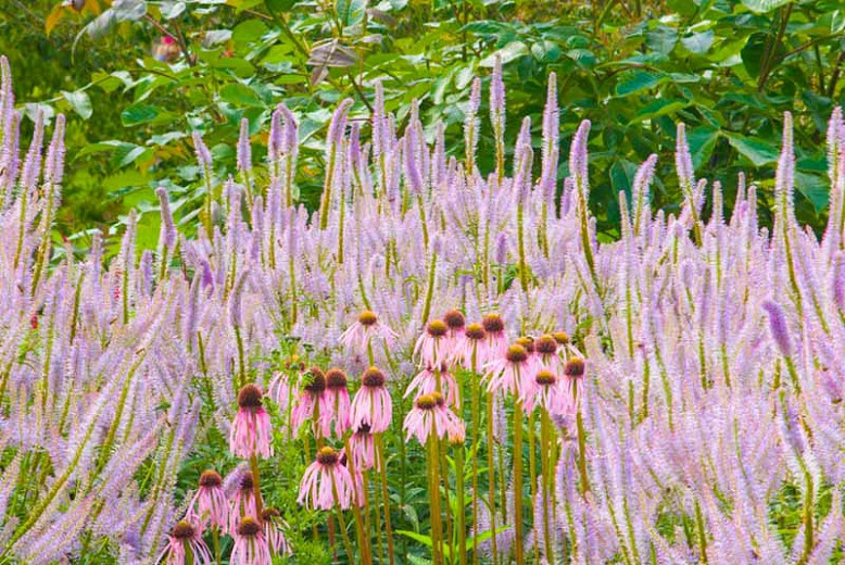 A Luminous Perennial Planting Idea with Echinacea pallida and Veronicastrum