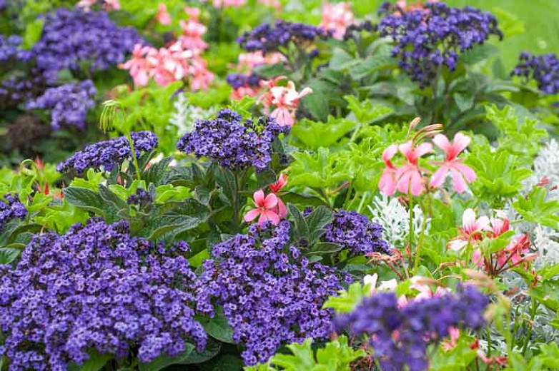 Image of Geraniums and heliotrope