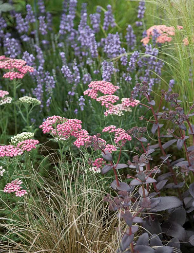 Image of Sedums and Lavender plants