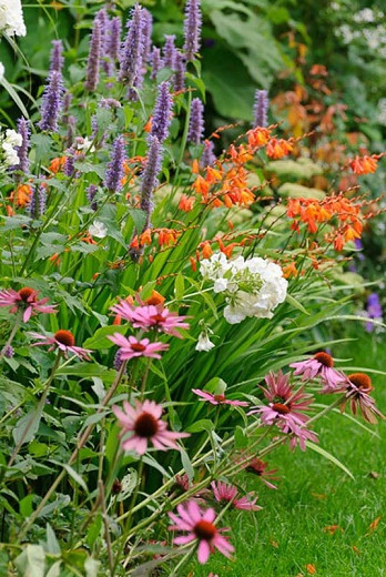 A Superb Summer Border Idea with Coneflowers, Crocosmia, Hyssop & Phlox