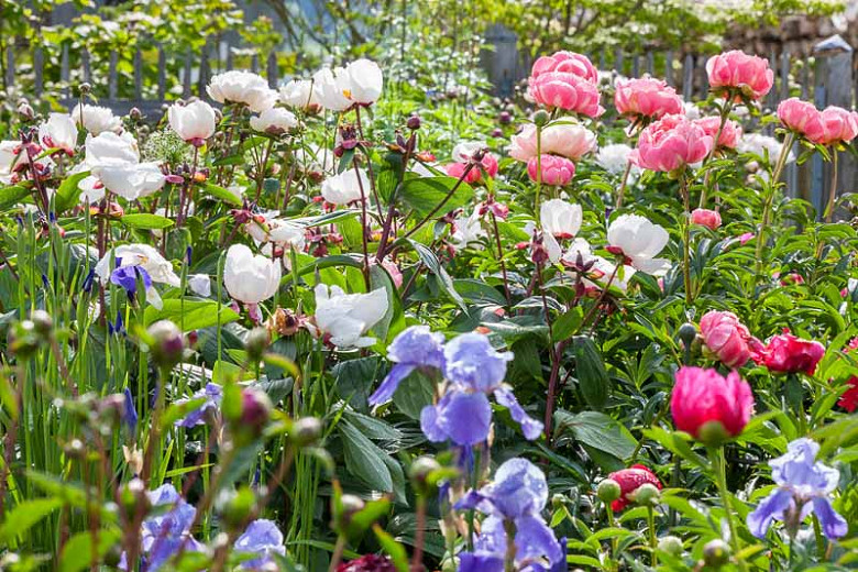 Image of Irises and peonies