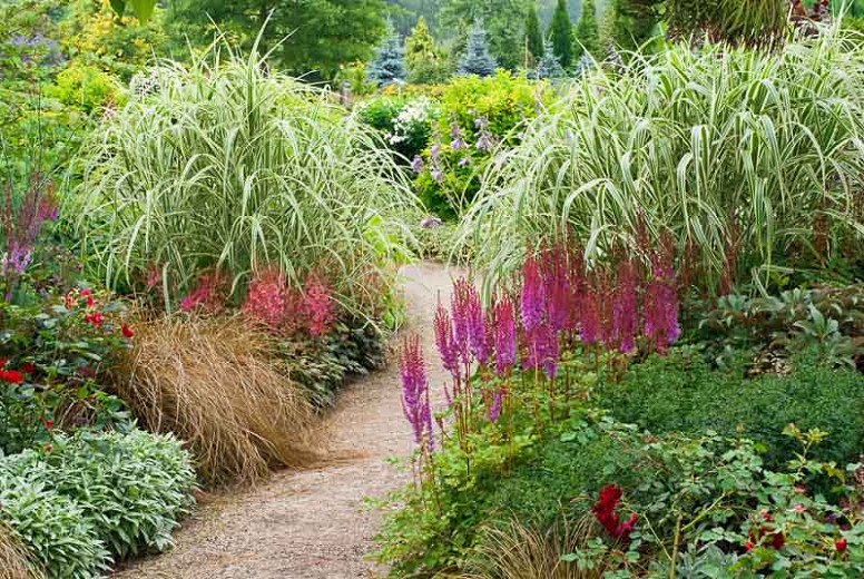 Astilbe Garden Design Fasci Garden