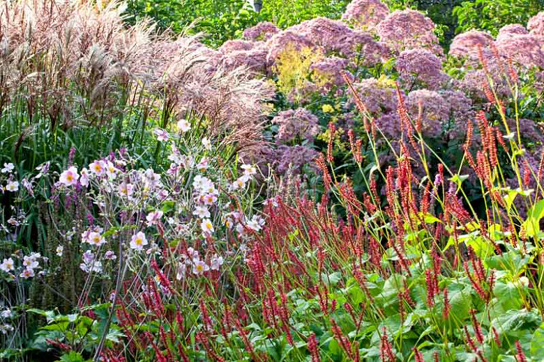 Image of Ornamental grasses companion plant for Joe Pye Weed