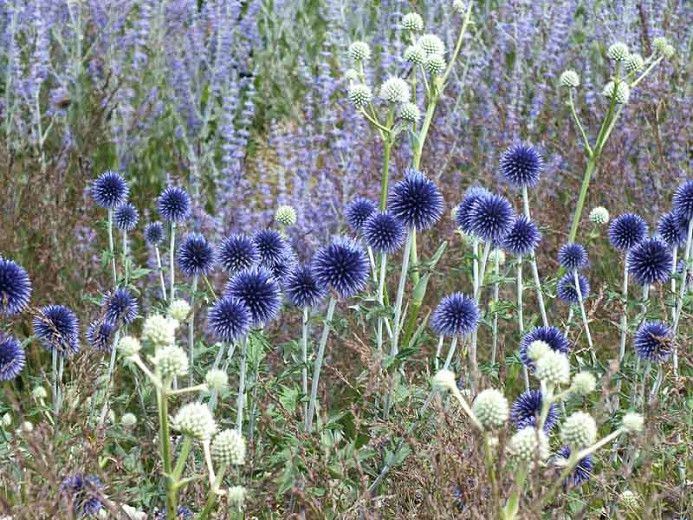 Image of Globe thistle (Echinops ritro) Russian sage companion plant