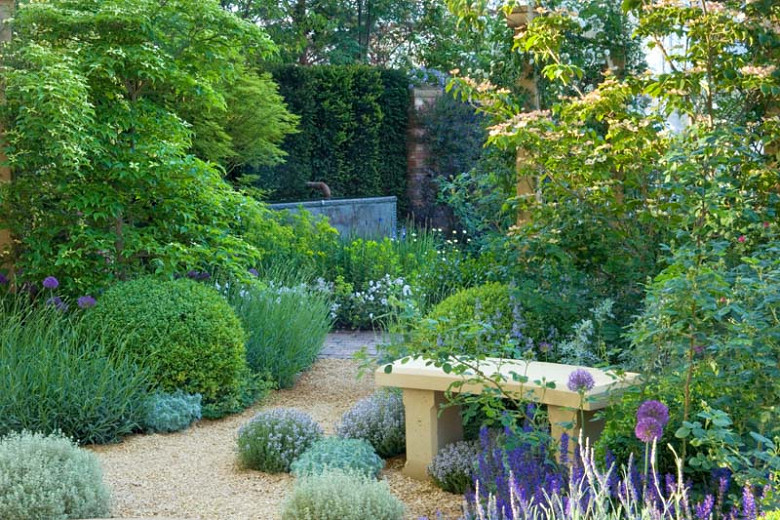 Image of Lavender and thyme garden image