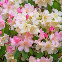 Rhododendron Encore® Autumn Lilac®