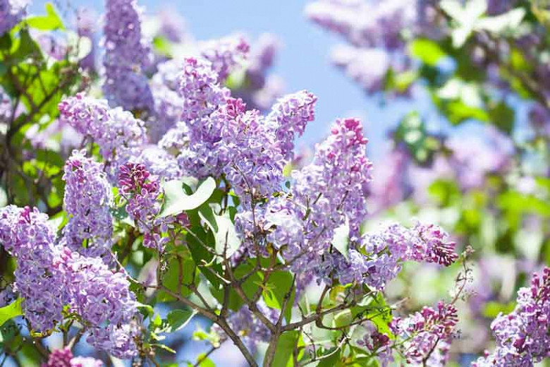 Lilac Magic, Legends, and Folklore