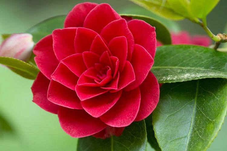 Camellia japonica (Japanese Camellia)
