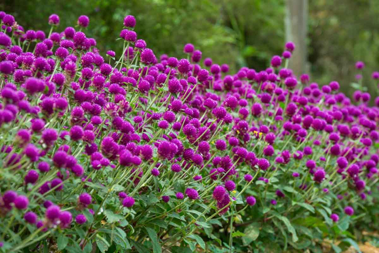 All you need to know about Globe Amaranth (Gomphrena)