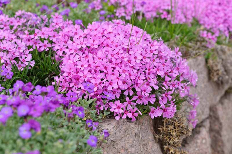 Image of Moss Phlox ground cover