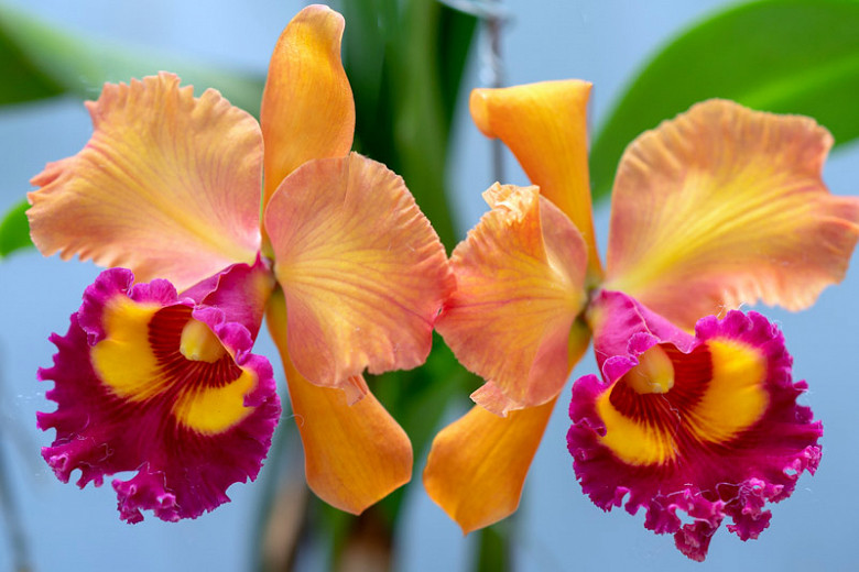 Cattleya (Corsage Orchids)