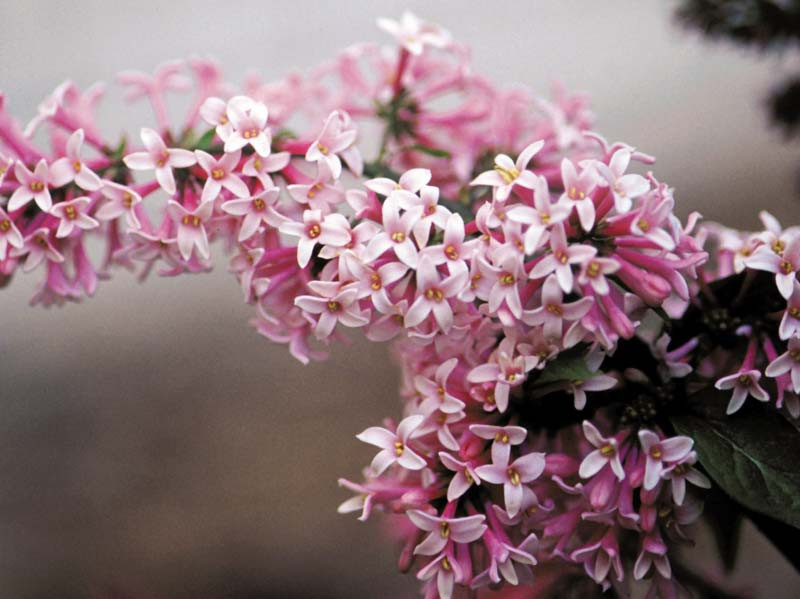 Syringa x prestoniae 'Miss Canada' (Preston Lilac)