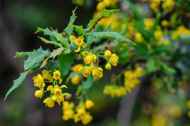 Berberis Nevinii (Nevin's Barberry)