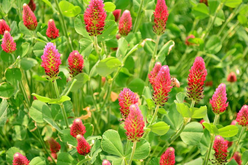 Trifolium incarnatum (Crimson Clover)