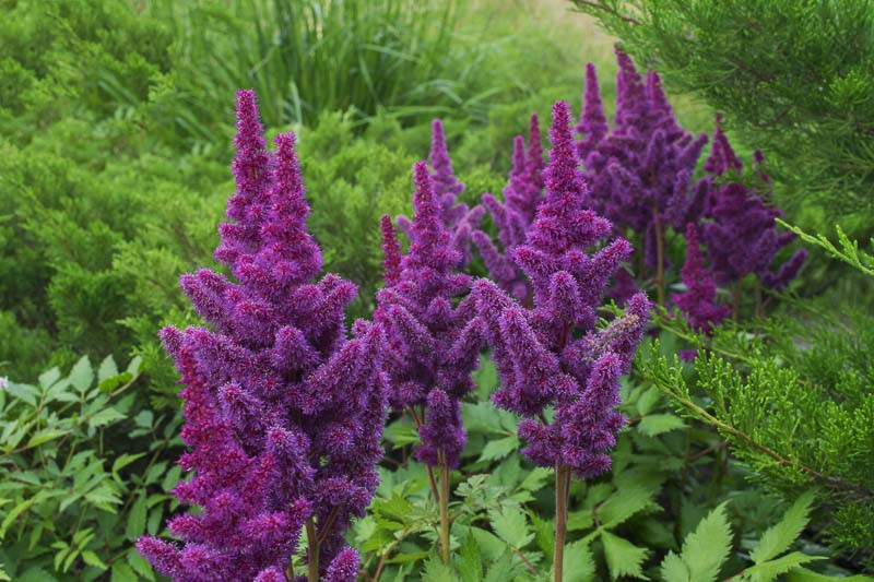 Astilbe chinensis ‘Black Pearls’ (Chinese Astilbe)