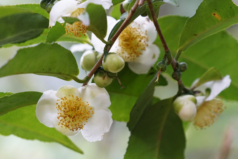 Camellia sinensis (Tea Plant)