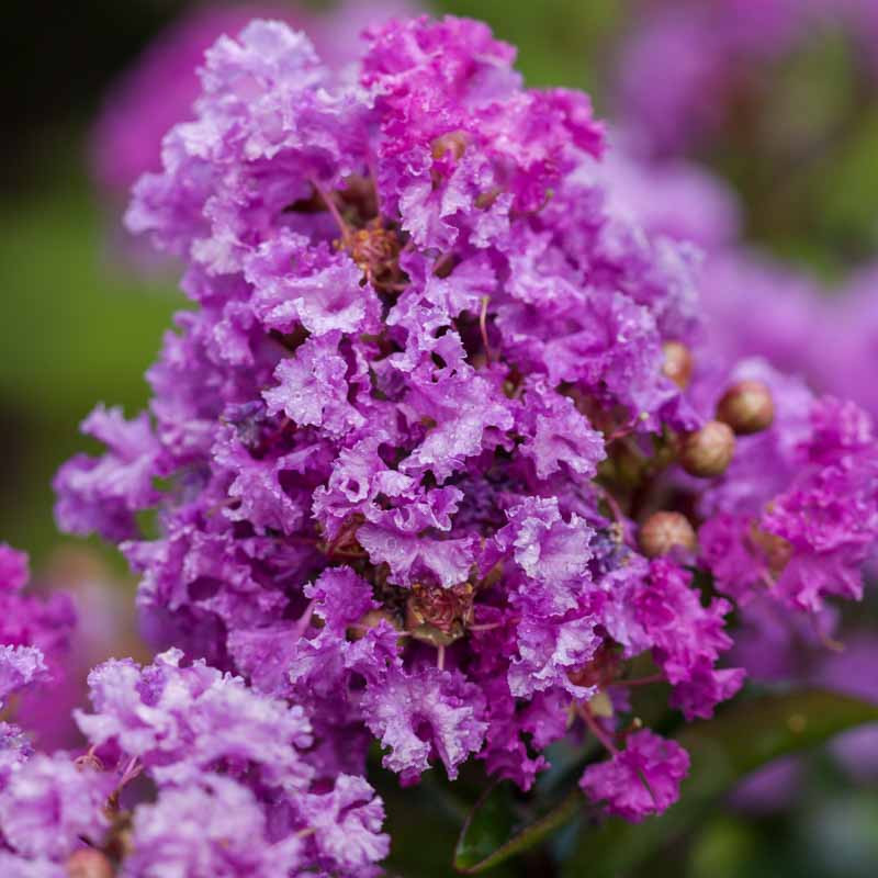 Lagerstroemia 'Purple Magic' (Crape Myrtle)