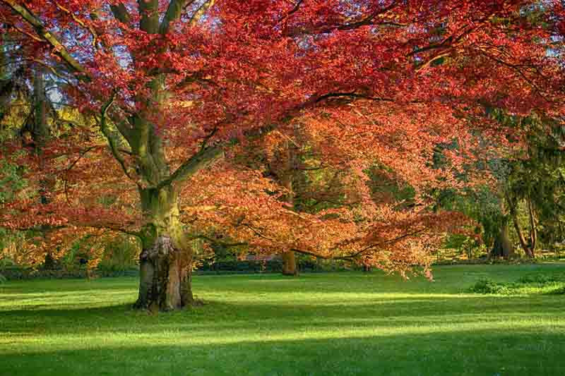 Quercus rubra (Red Oak)