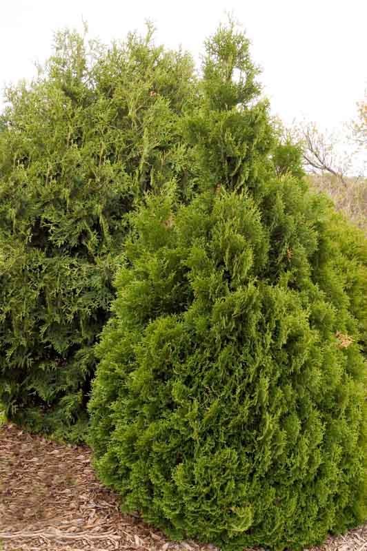 Thuja Occidentalis Holmstrup American Arborvitae