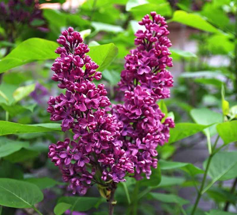 Syringa vulgaris 'Monge' (Lilac)