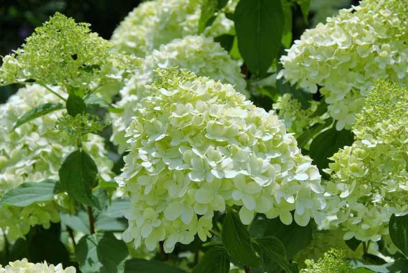 Hydrangea paniculata 'Limelight'