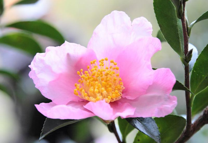 Camellia sasanqua 'Plantation Pink'