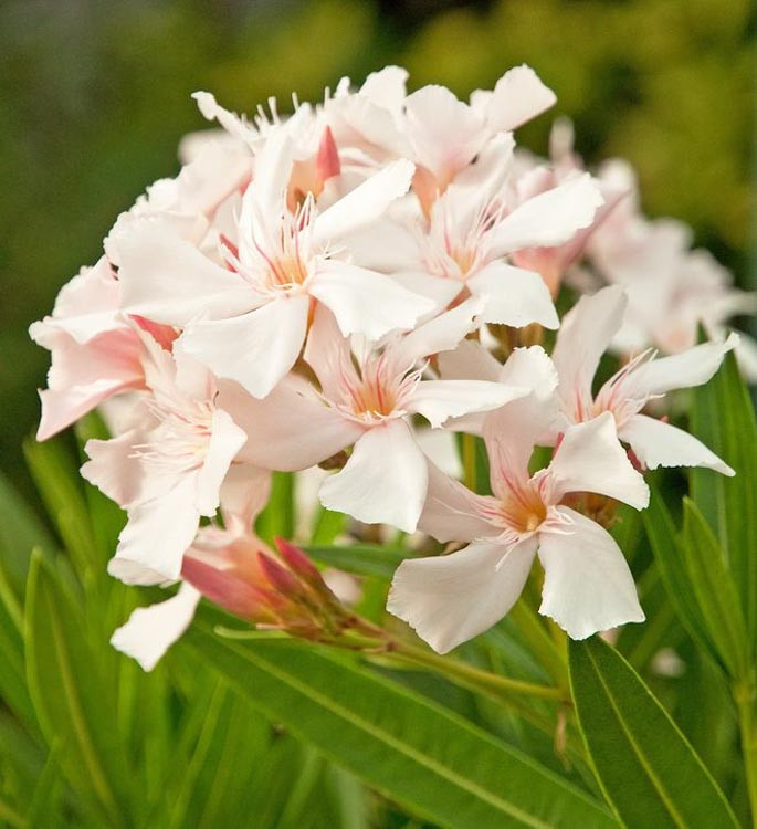 Nerium Oleander Alsace Oleander