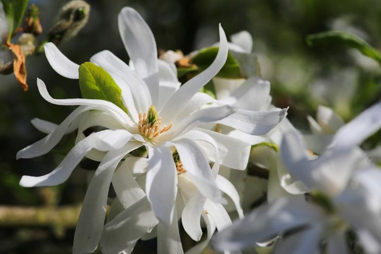 Magnolia stellata 'Royal Star' (Star Magnolia)