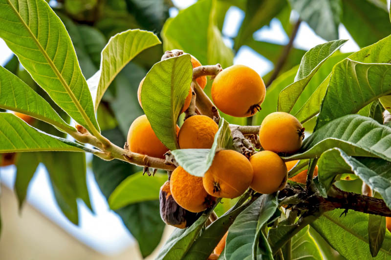 Eriobotrya japonica (Japanese Loquat)