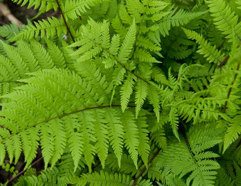 Athyrium filix-femina var. angustum 'Lady in Red' (Lady Fern)