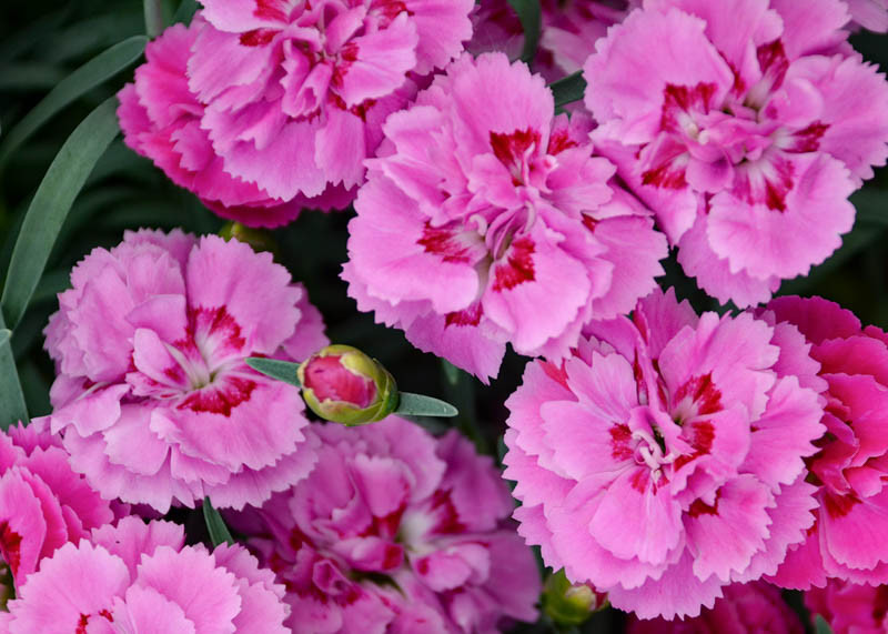 Dianthus 'Goody Gumdrops' (Pink)