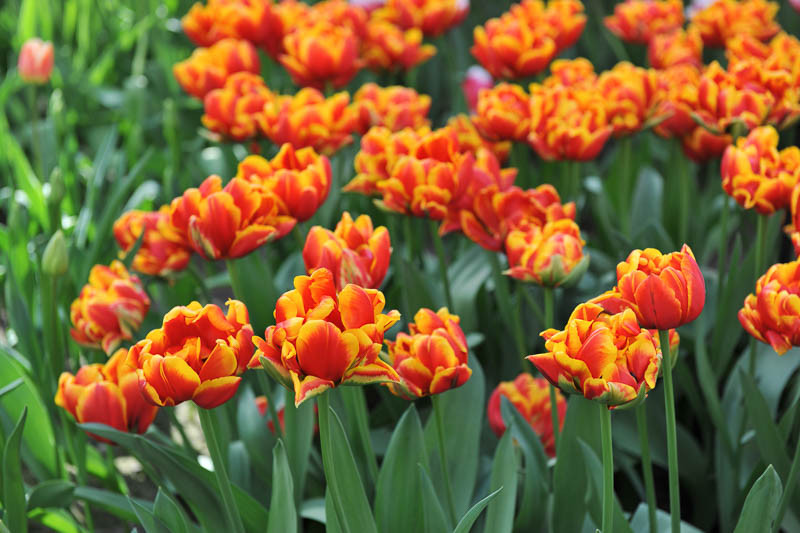 Tulipa 'Cilesta' (Double Early Tulip)