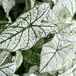 Caladium June Bride Angel Wings