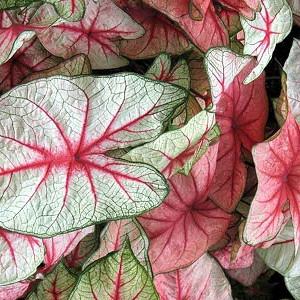 Caladium June Bride Angel Wings