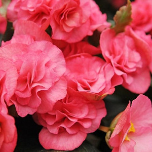 Begonia 'Picotee White-Pink'