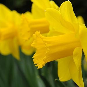 Narcissus Tahiti Double Daffodil