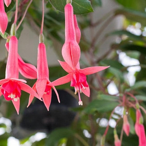 Begonia boliviensis 'Bonfire'