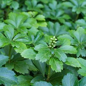 Pachysandra Terminalis Silver Edge Japanese Spurge