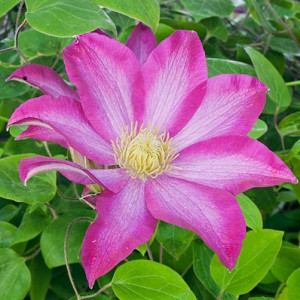 Compare all Clematis