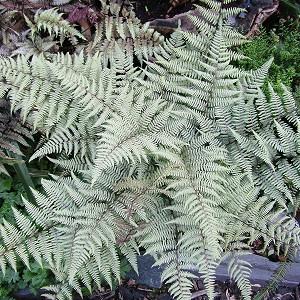 Athyrium Niponicum Var Pictum Painted Lady Fern