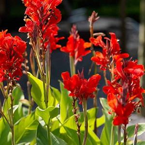 Canna Pretoria Canna Lily