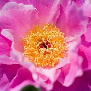 Compare all Paeonia - Peonies