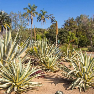 Agave ovatifolia (Whale's Tongue Agave)