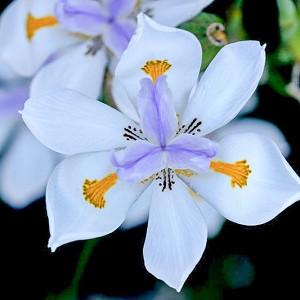 White Fortnite Lily Dietes Iridioides Fortnight Lily