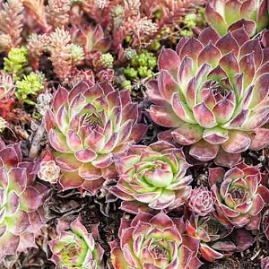 Sedum album (White Stonecrop)