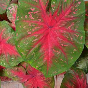 Caladium June Bride Angel Wings