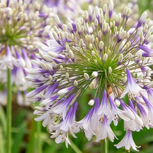 Learn How To Plant, Care and Grow Bountiful Agapanthus