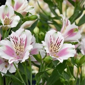 Learn How To Plant, Care and Grow Gorgeous Alstroemeria