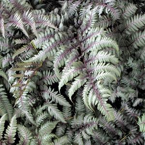 Athyrium filix-femina 'Lady in Lace' (Lady Fern)